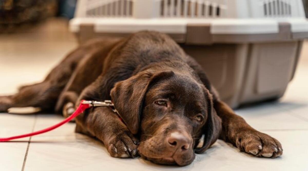 Avvelenamenti a San Marino: anziano nel mirino per la morte di 40 cani - Foto di repertorio