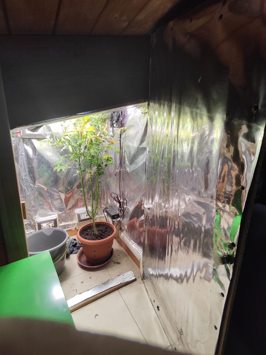 Rimini: già arrestato, ma continua a coltivare marijuana in casa - 