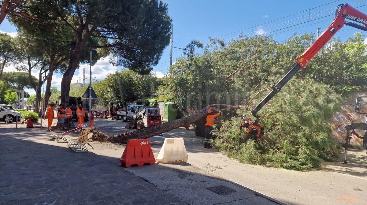 Tragedia sfiorata a Riccione: crolla improvvisamente un pino sulla carreggiata - 