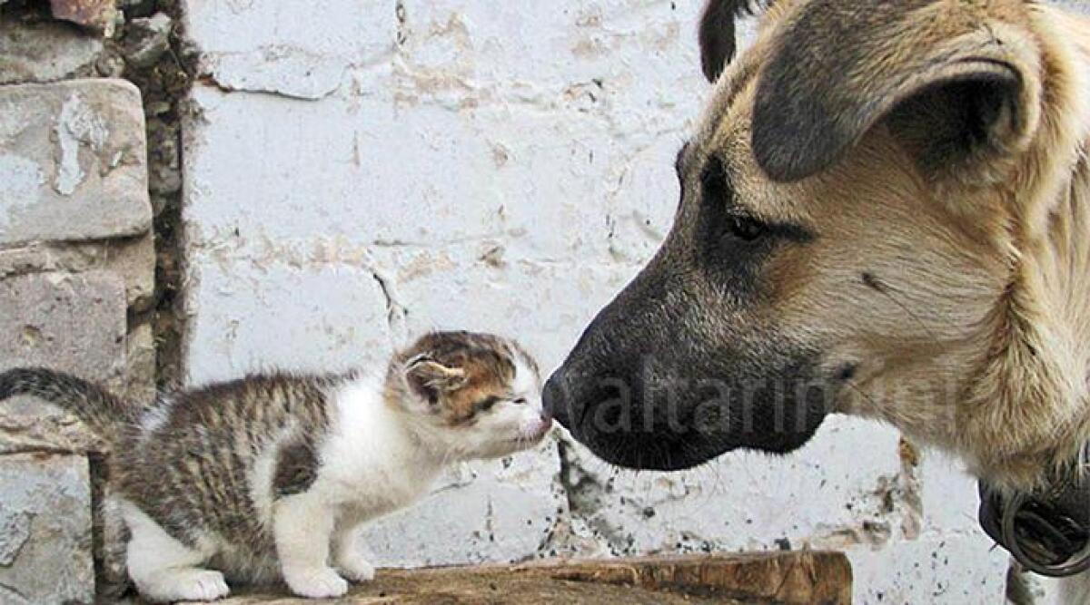 Dalla guardia medica veterinaria al nuovo gattile: Fratelli d'Italia, "Rimini sia città del benessere animale" -
