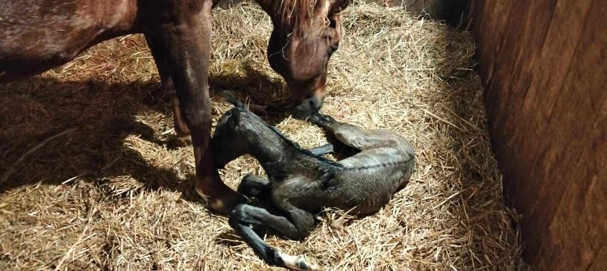 A Novafeltria c'è il primo cavallo di razza azteca: in Italia sono rarissimi -