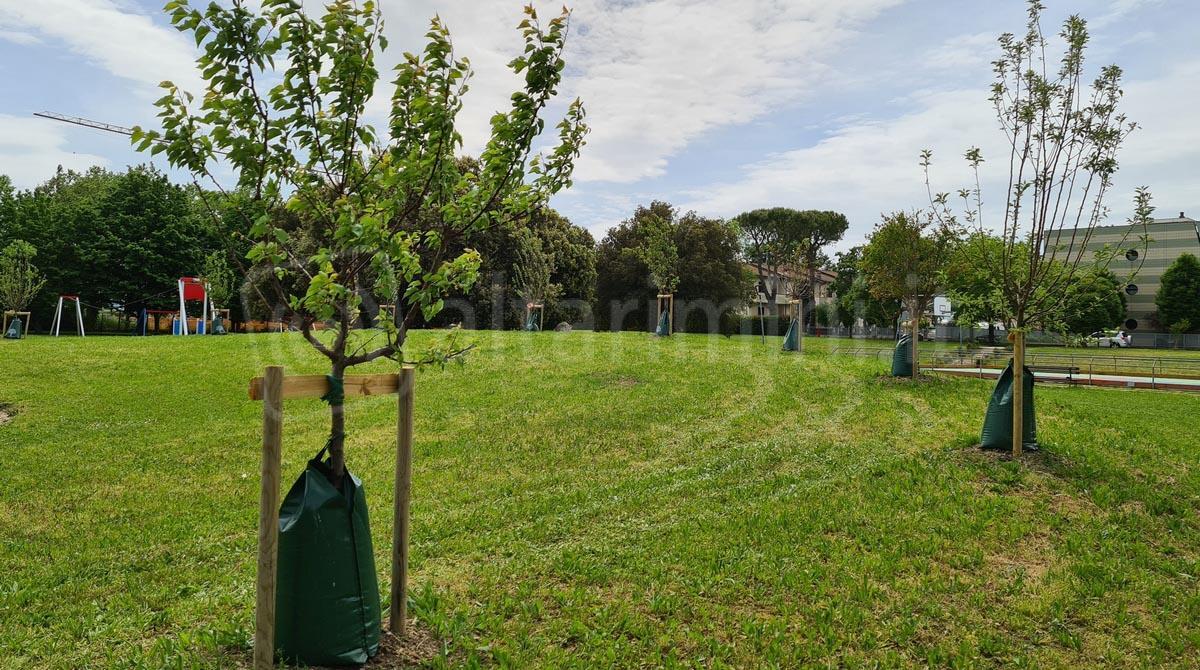 Riqualificazione verde a Santarcangelo: nasce l’area salva-api e la biblioteca degli alberi - Alberi Biblioteca Santarcangelo