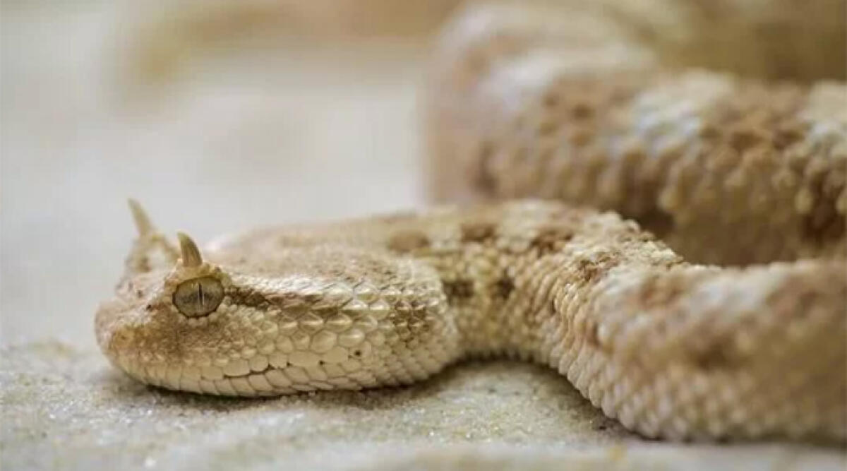 Morso per la seconda volta dalla vipera che teneva in casa. Multa salatissima per un 30enne sammarinese - Vipera della sabbia, un 28enne è stato ferito da uno dei suoi esemplari e ha rischiato la vita