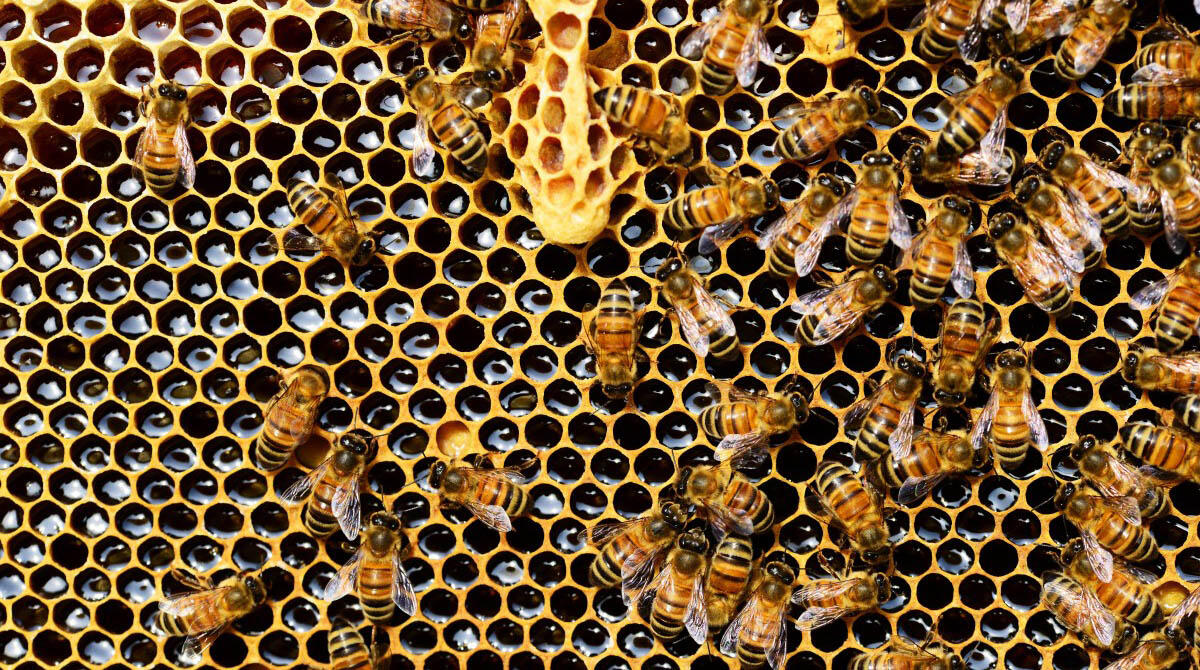 Sciame di api "blocca" l'incrocio tra i viali Ceccarini e Milano -