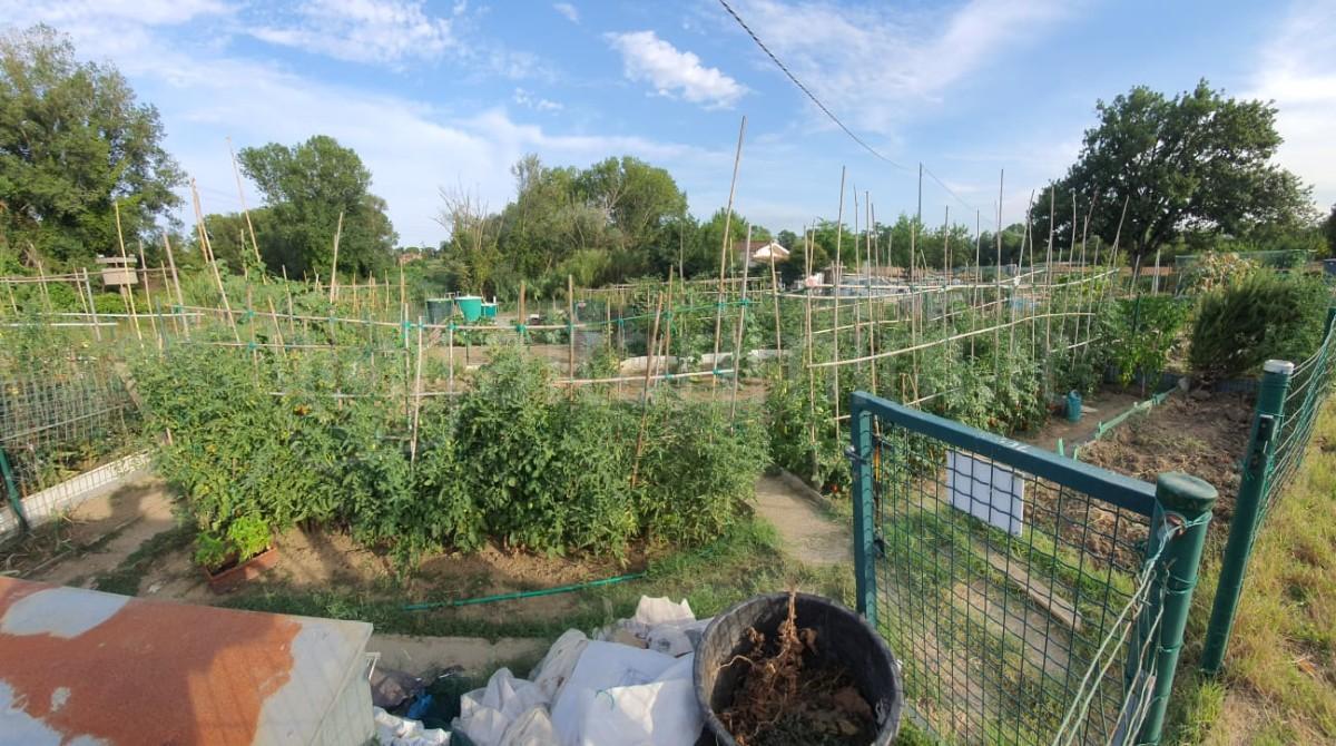 Riccione, pubblicato l’avviso per la gestione condivisa degli orti urbani - Orti anziani Riccione