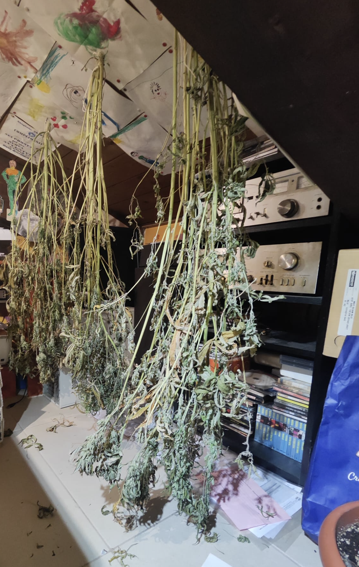 La marijuana sequestrata