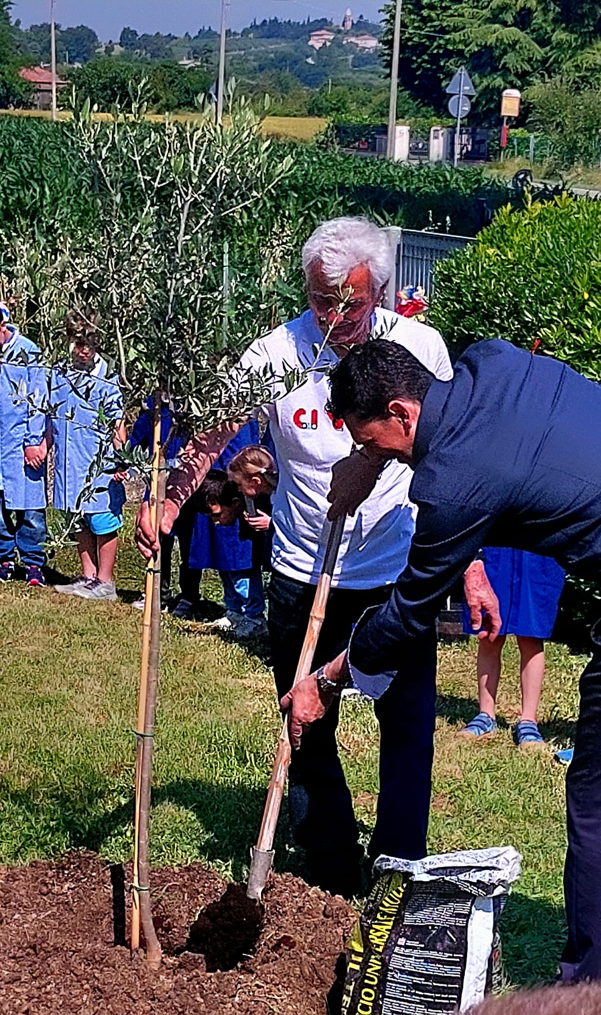 La piantumazione dell'ulivo
