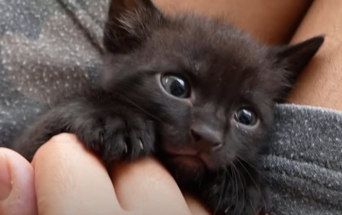 A Balconi Fioriti nasce un’adozione: la piccola gattina Flow trova casa - La gattina Flow