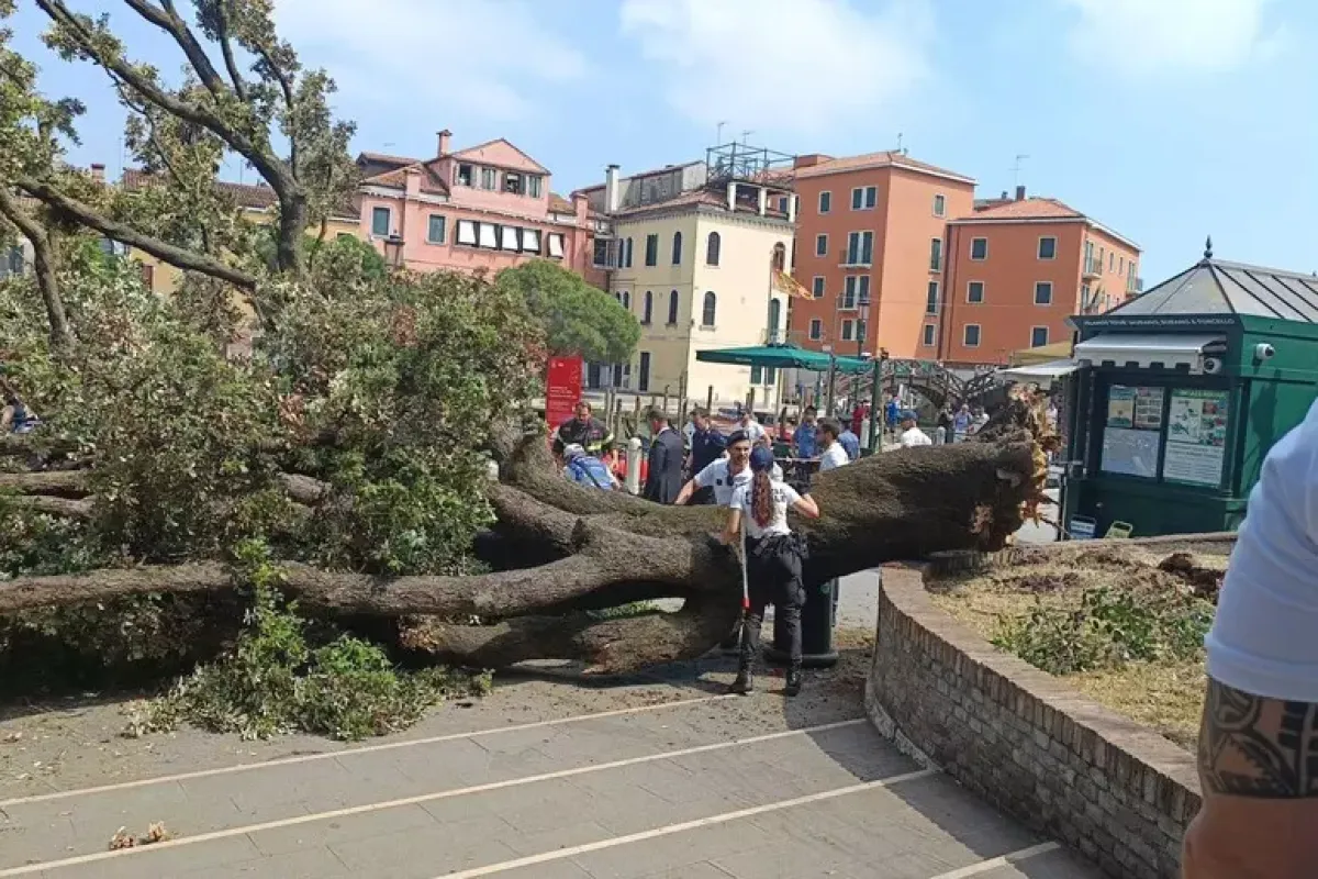 Venezia, albero cade di colpo sulla folla: diversi feriti - PH Ansa