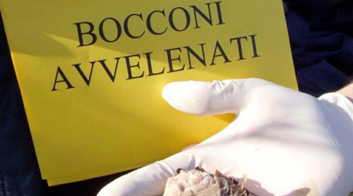 Cani avvelenati, San Marino si mobilita tra comitati e un progetto di legge - Archivio (web)