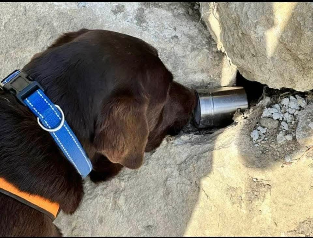 Il cane che salva le persone vittima della crudeltà umana: la protezione civile ricorda Murdoch - Il cane Murdock