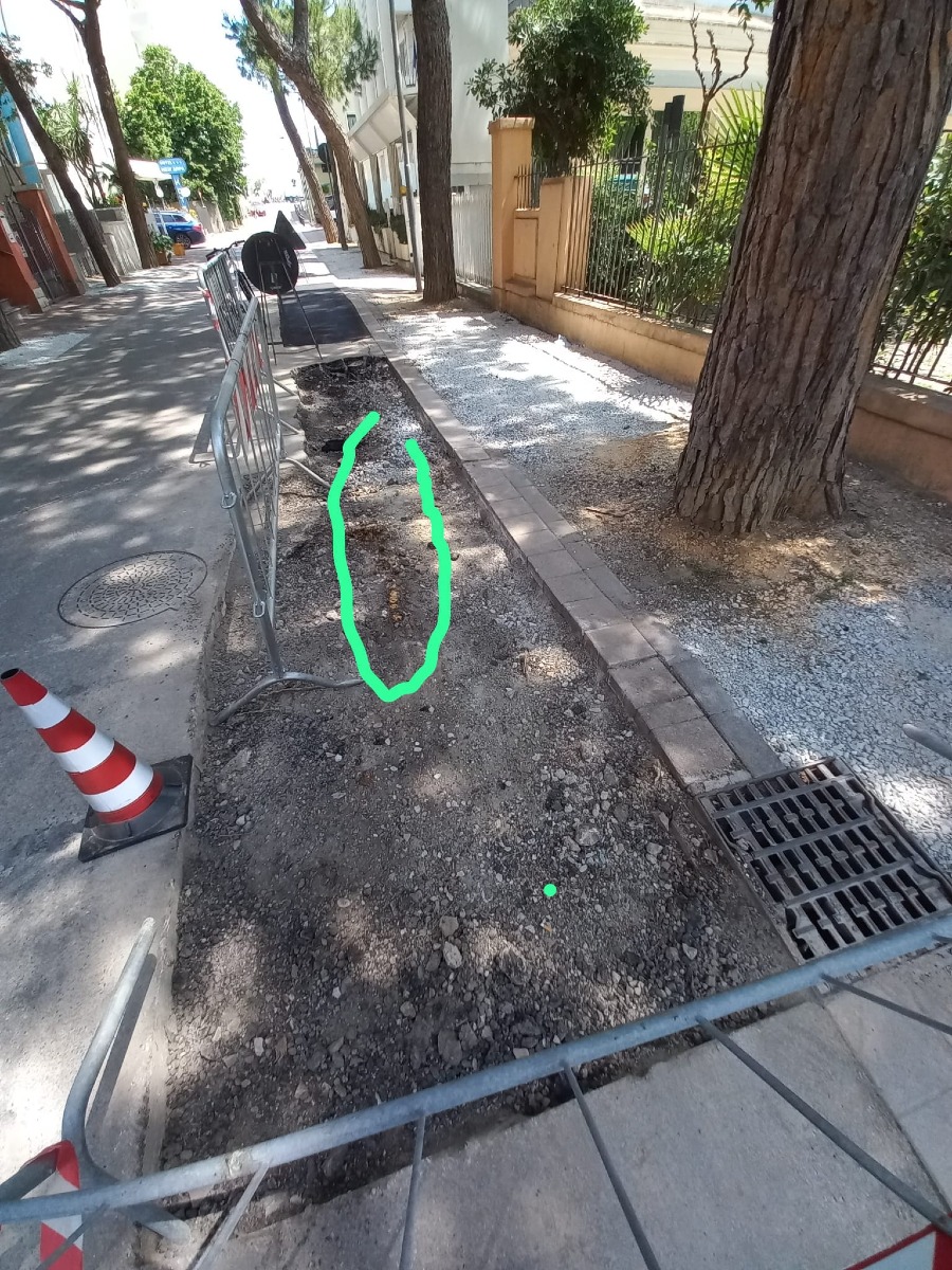 Wwf Rimini: “Utilizzare tecniche permeabili per salvare i pini in viale Trento" -