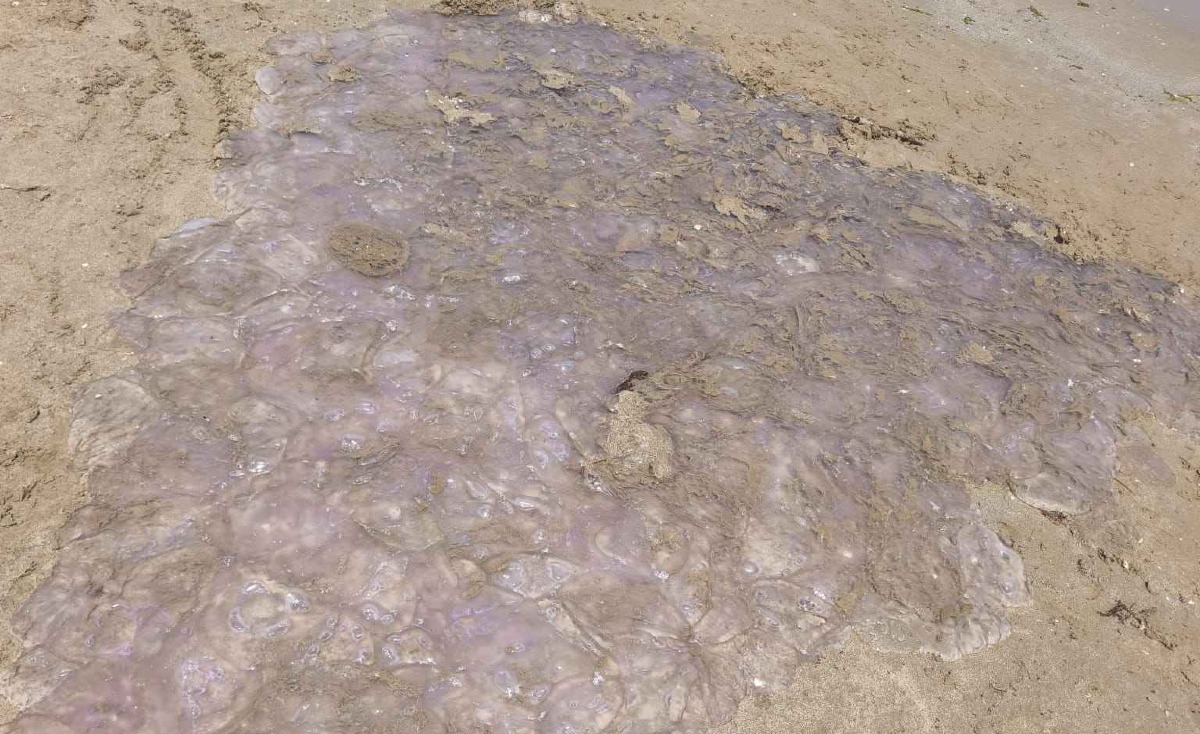 "Invasione" di meduse spiaggiate sul litorale riminese: ecco perché -