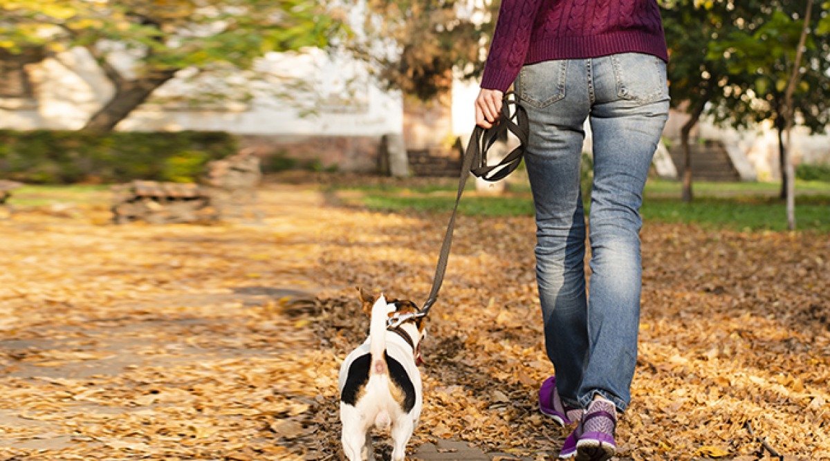 Molestò turista mentre accarezzava il suo cane: chiesto rinvio a giudizio per 25enne - Reprtorio