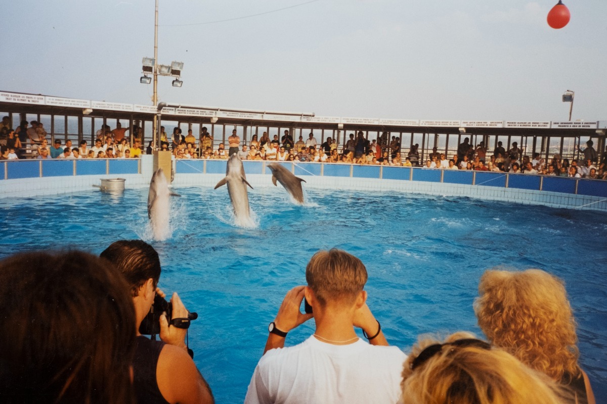 Rimini, un documentario racconta la memoria del Delfinario e dei suoi ospiti - 
