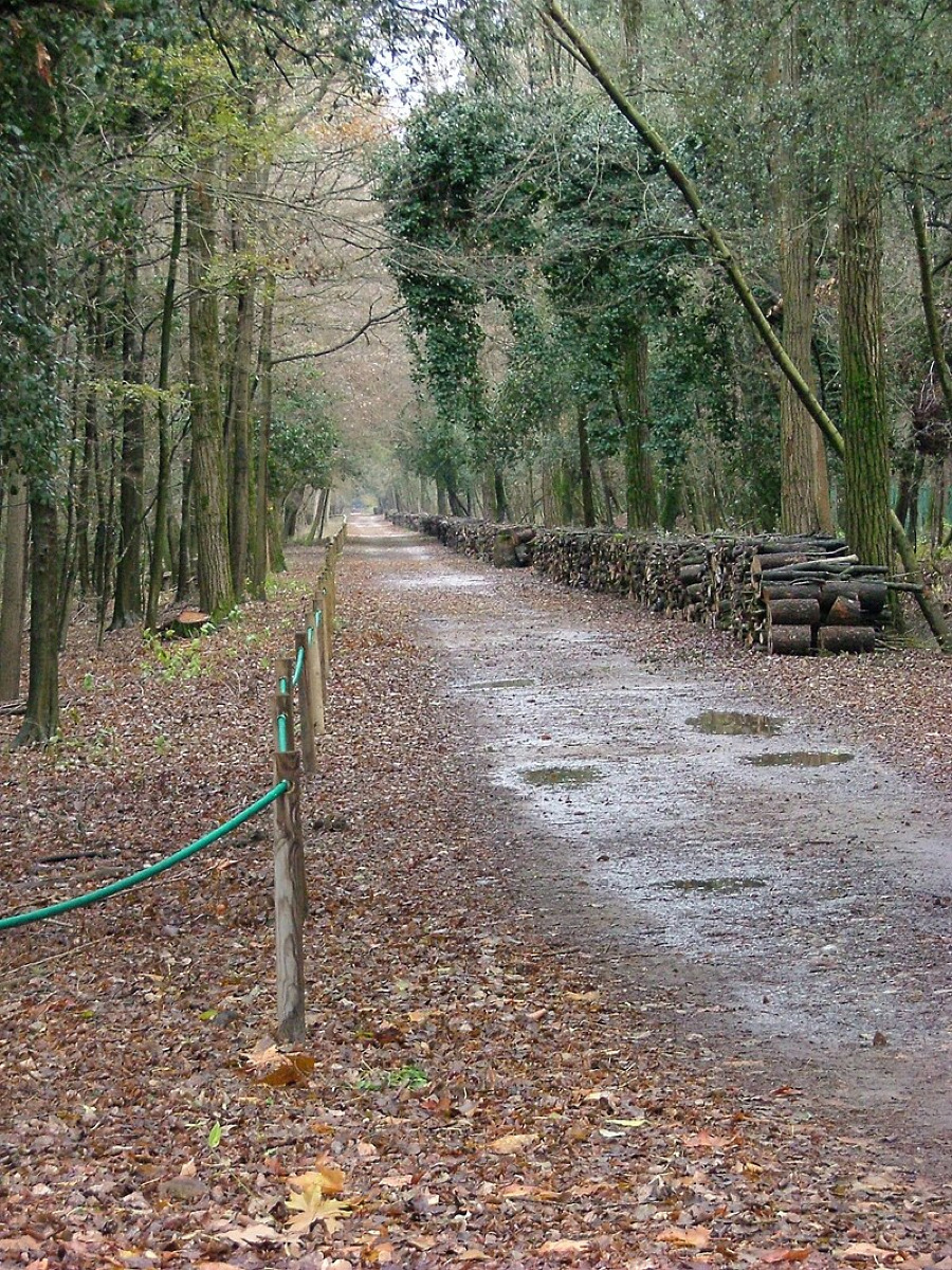 Un viaggio nel cuore della natura incontaminata | Il Bosco della Mesola e le incredibli curiosità - Foto: Marco Walker/Wikipedia