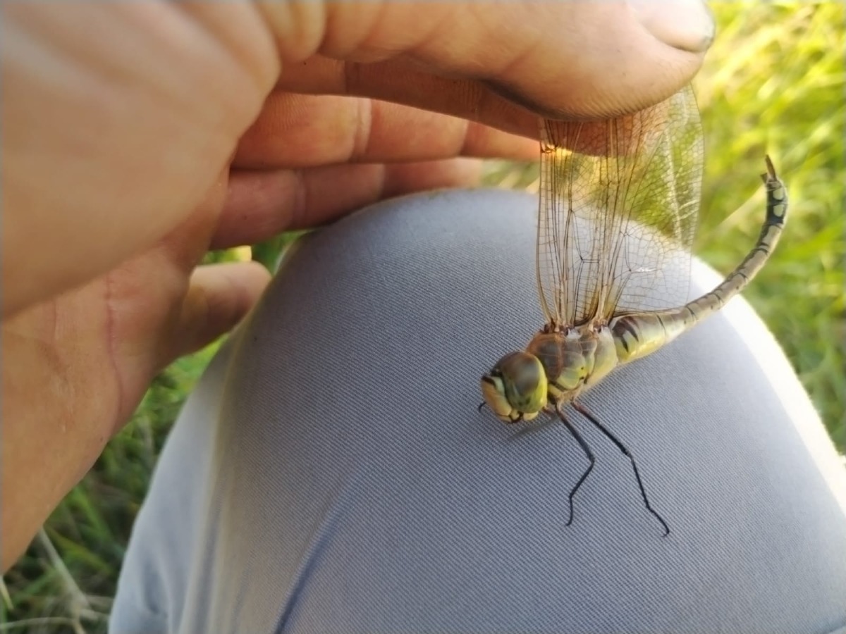 Una domenica tra insetti e piante rare nell’Oasi di Montebello -