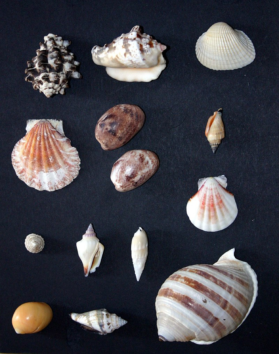 Ogni conchiglia ha una storia da raccontare | Il Museo delle Conchiglie di Bellaria e gli incredibili esemplari - Foto: Marrabbio2/Wikipedia