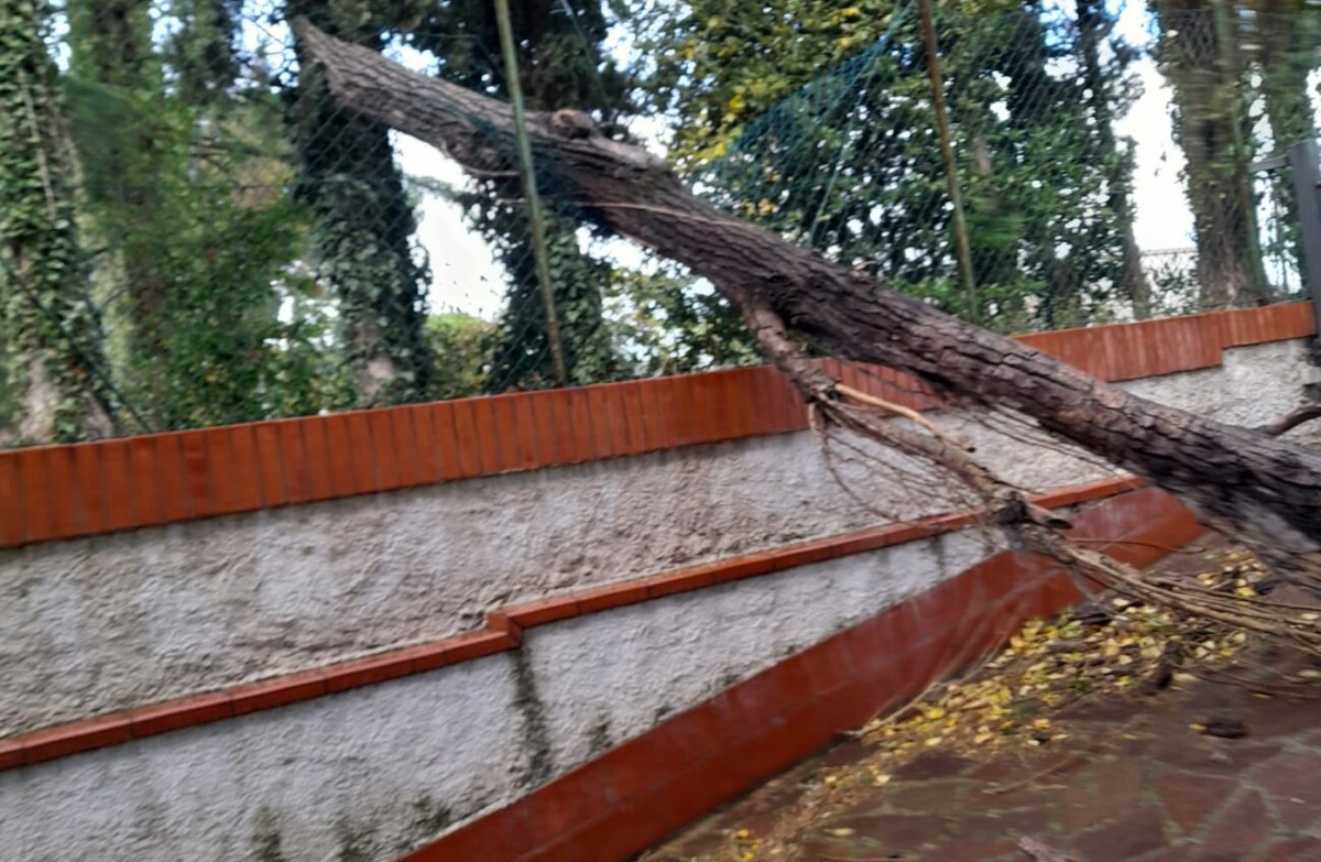 Marcello accende i riflettori sull’ex depuratore Marecchiese-Padulli: “Serve bonifica e sicurezza” - Albero crollato nell'area PH Marcello