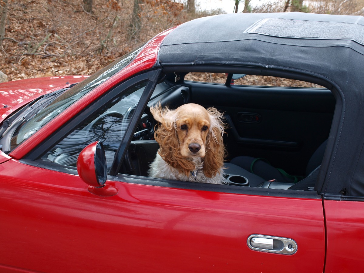 Cani a bordo: italiani, animali e auto. Consigli per un viaggio responsabile con il cane - Foto PxHere