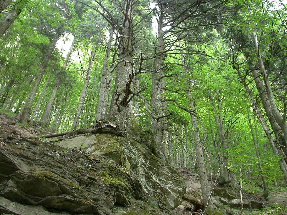 Un angolo nascosto dell’Emilia Romagna | La foresta emiliana che ha scritto la storia e che non conosci - Foto: Lineagoticafight/Wikipedia