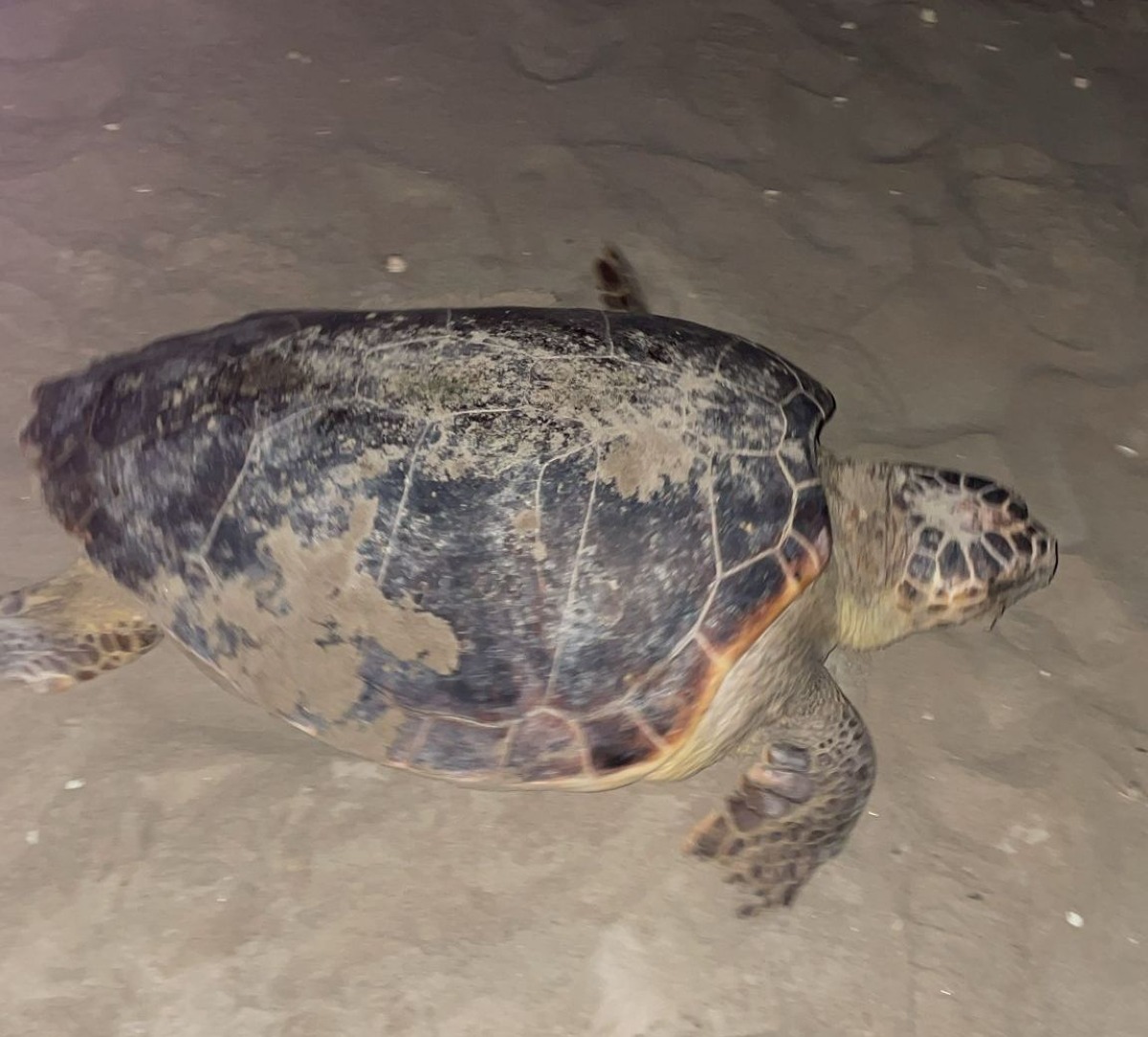 Tartaruga Caretta Caretta depone circa 100 uova in spiaggia a Riccione -
