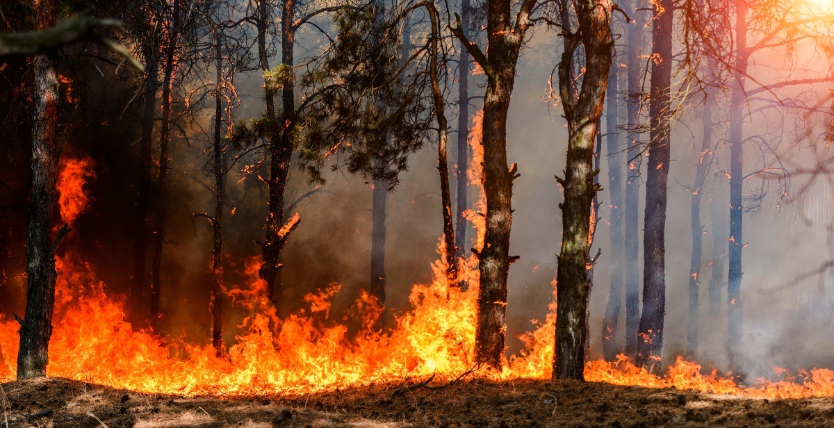 Grande caldo, sale l'allerta per gli incendi boschivi: nel riminese allerta per Morciano e Montescudo  - Repertorio (dal web)