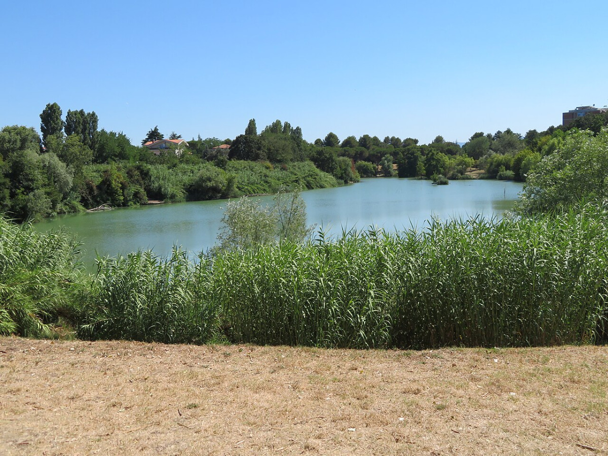 La natura ha sorpreso tutti | Parco della Cava di Rimini e la straordinaria invasione che ha cambiato tutto - Foto: Gheeeeeet/Wikipedia