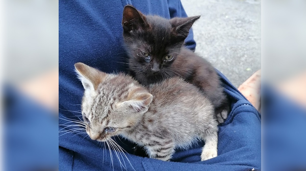 Novafeltria, crudeltà senza confini: cuccioli di gatto lanciati da auto in corsa e abbandonati - I gattini recuperati