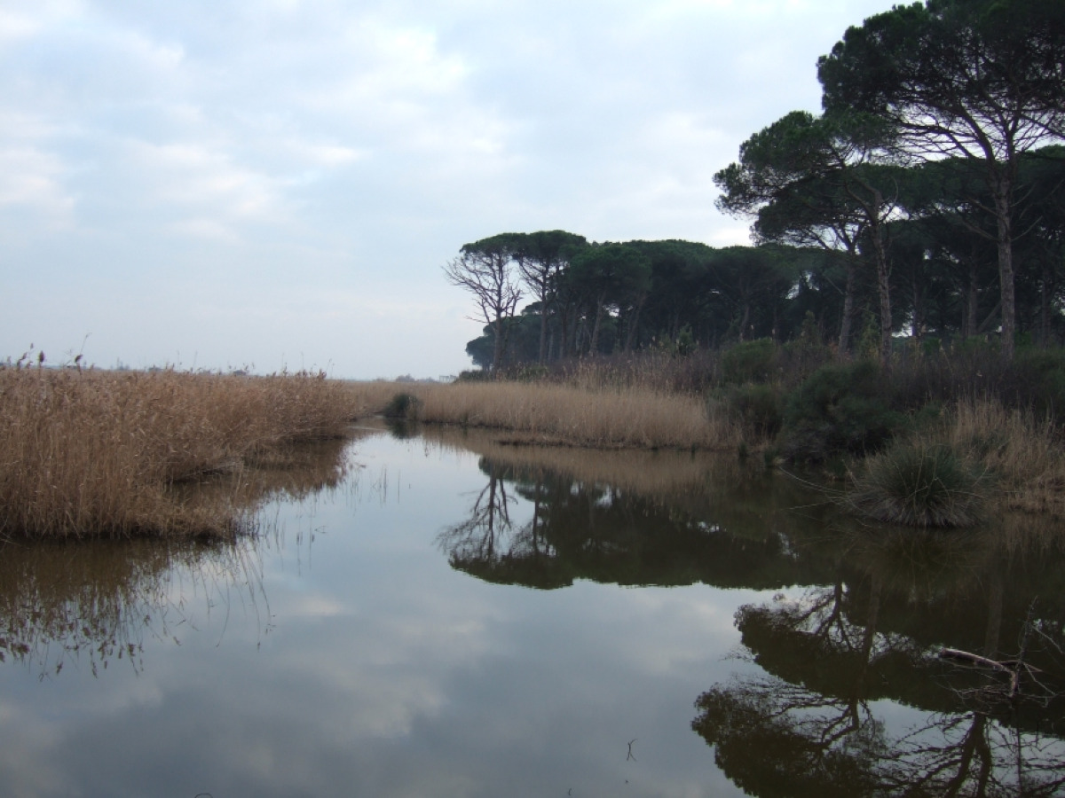 Un luogo che Dante avrebbe amato | La pineta citata nella sua opera e che trovi a Ravenna - Foto: Jimi thing di wikivoyage shared/Wikipedia