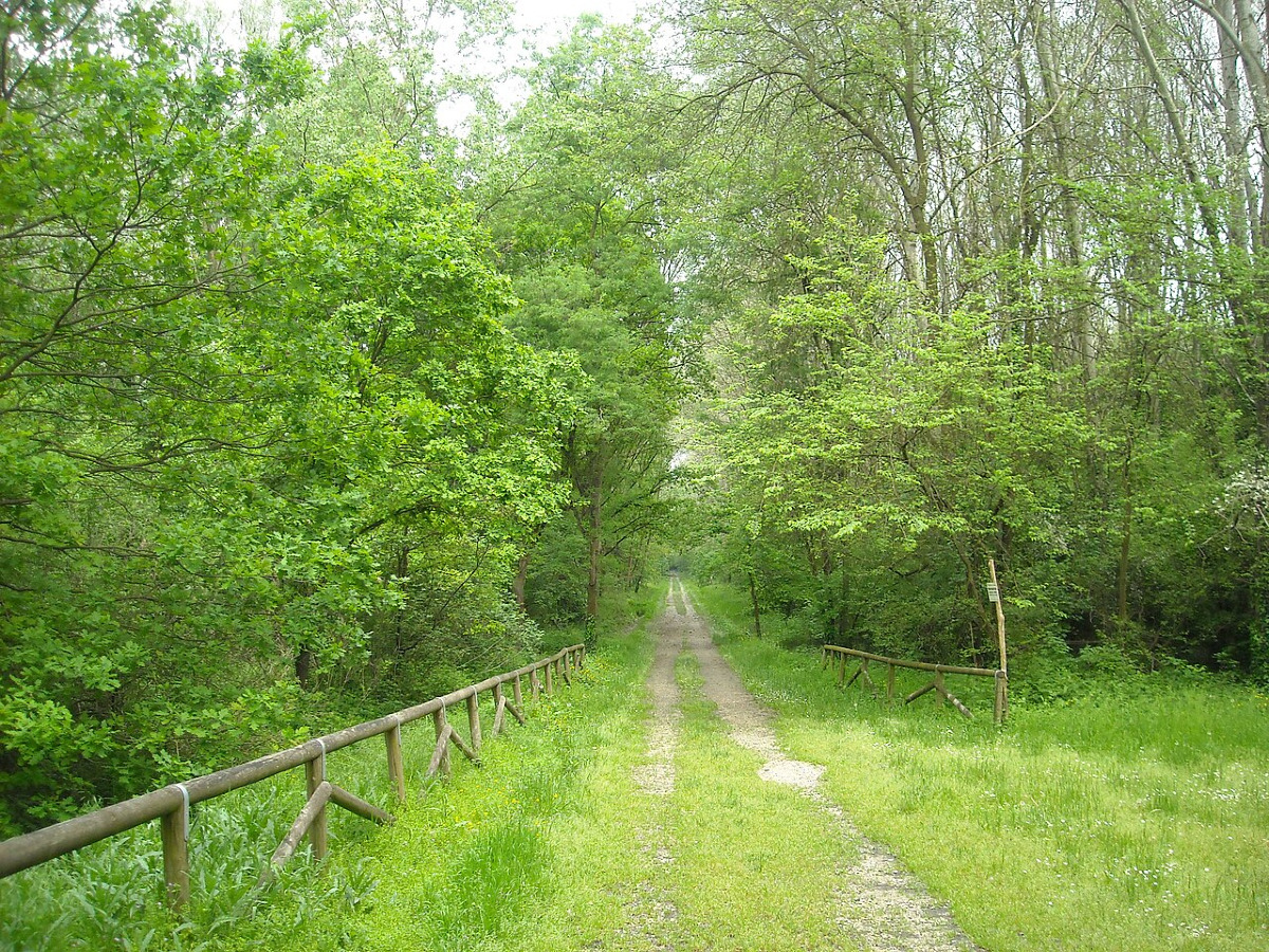 Un miracolo naturale che nessuno immaginava, il Bosco della Panfilia e il misterioso fiume che lo ha fatto rinascere - Foto: Kirk39/Wikipedia
