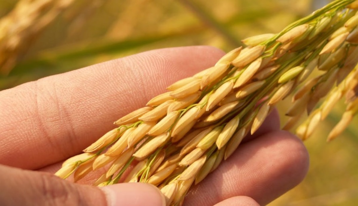 Coldiretti Rimini: “Inaccettabile una presidenza Gal senza rappresentanza agricola” -