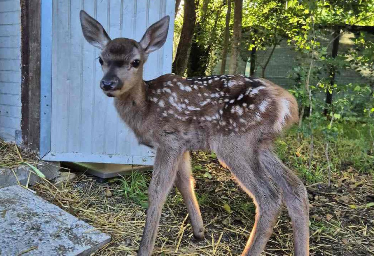Storia da film Disney nei boschi romagnoli: la piccola Bambi ce l’ha fatta -