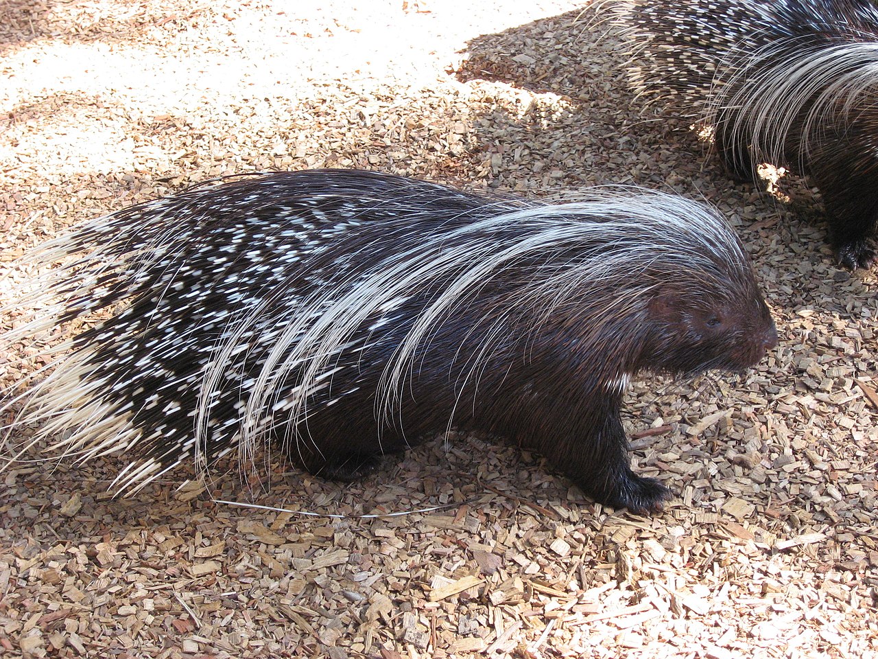 Specie del parco