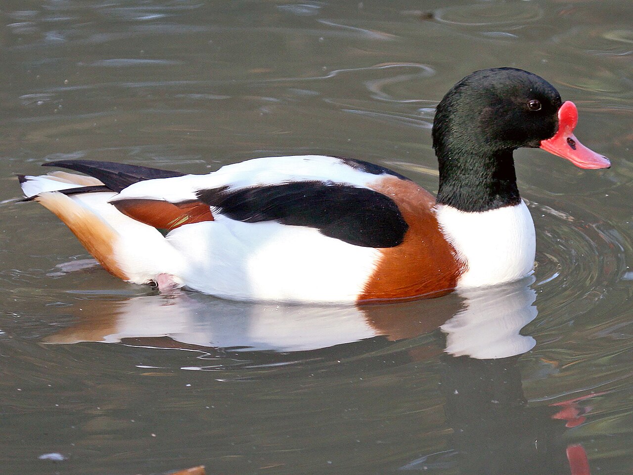 Specie del parco