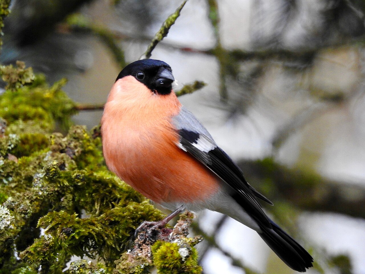 Fauna