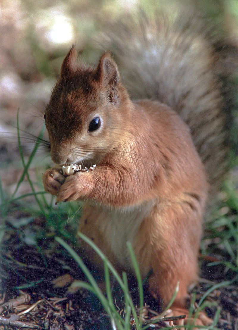 Fauna