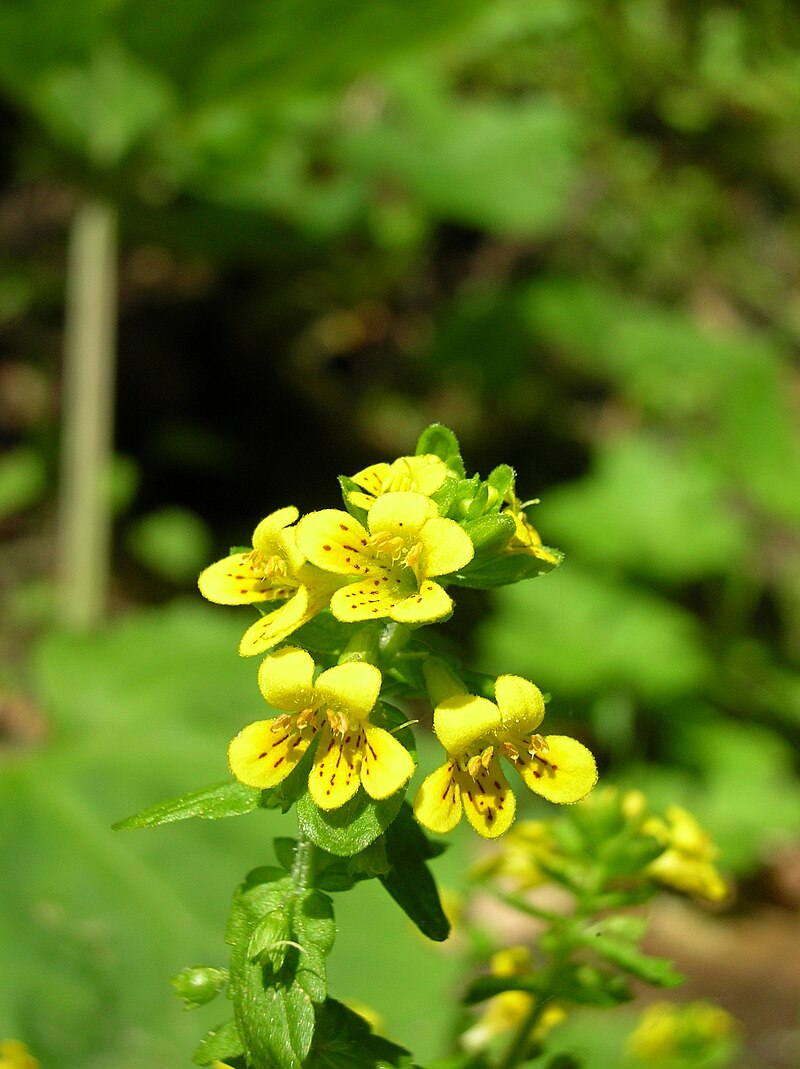 Flora