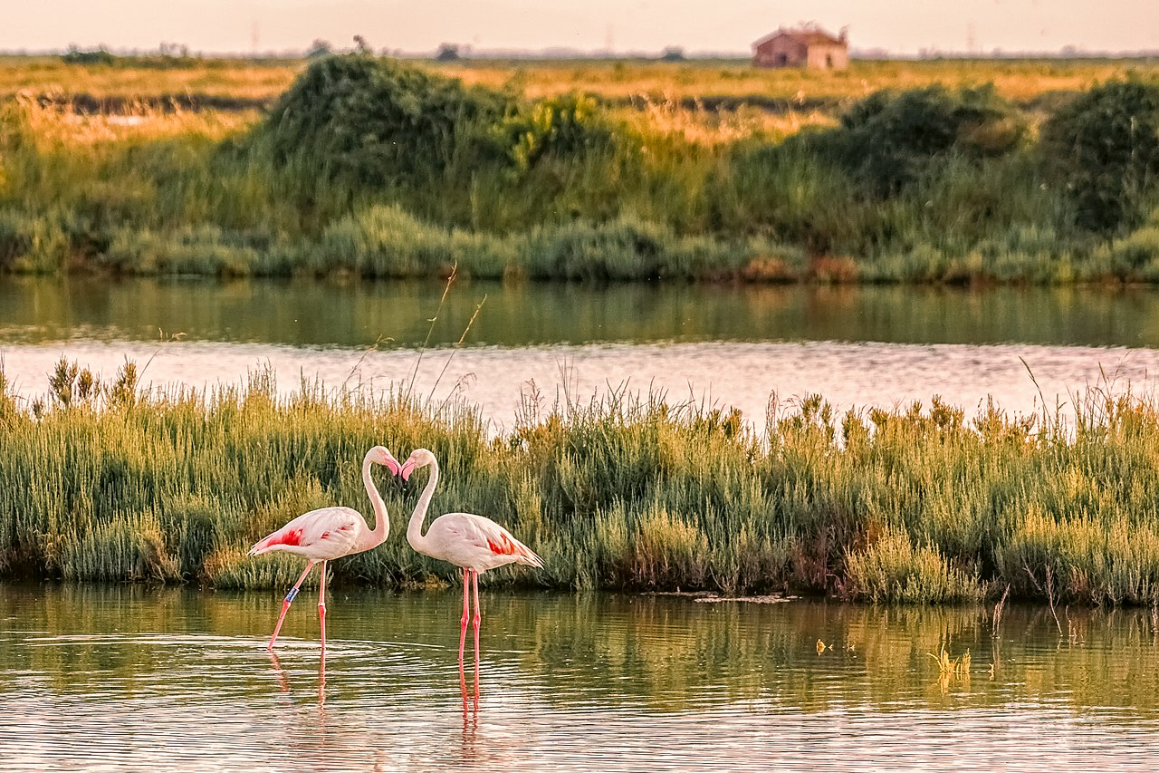 L'amore in salina