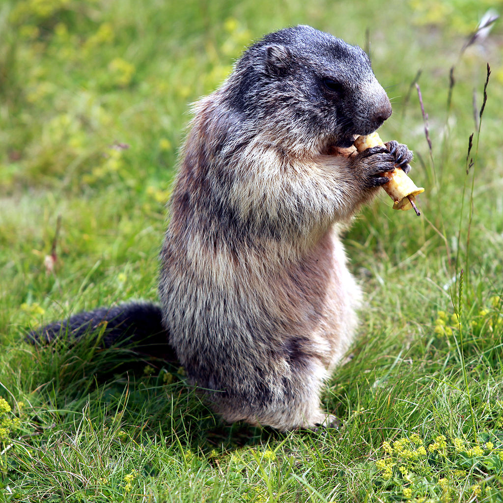 Marmotta del monte