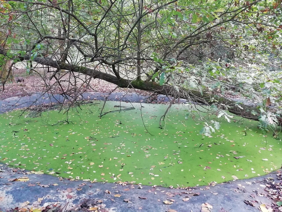 Un luogo che ha svelato una sorpresa: il bosco bolognese dov'è avvenuto un misterioso ritrovamento preistorico - Foto: Patafisik & Elena Tartaglione/Wikipedia
