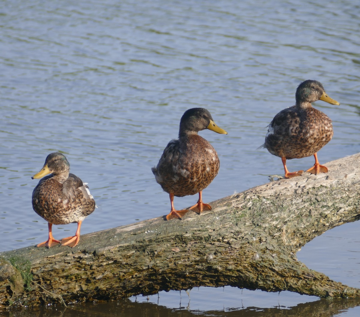 Fiume Marecchia: incontro promosso da Lipu Rimini per la tutela della biodiversità -