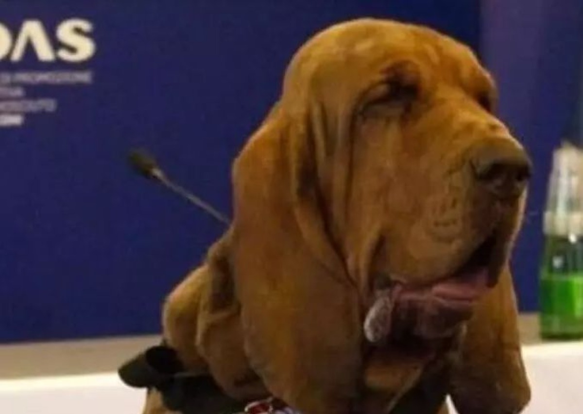 Addio a Bruno, il cane eroe ucciso con un wurstel pieno di chiodi -