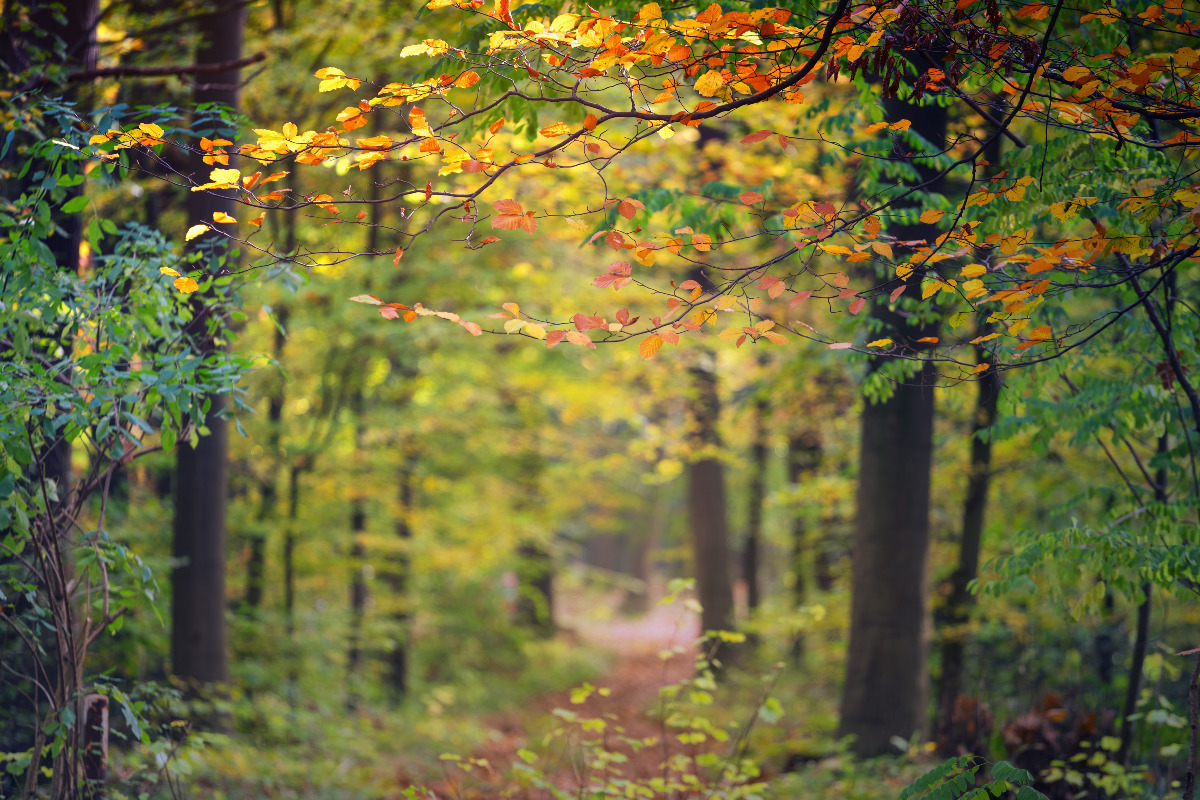 Dove la natura e la storia si incontrano: c'è un querceto medievale in Emilia che nasconde più di quanto pensi - Immagine di fantasia: jplenio1/freepik