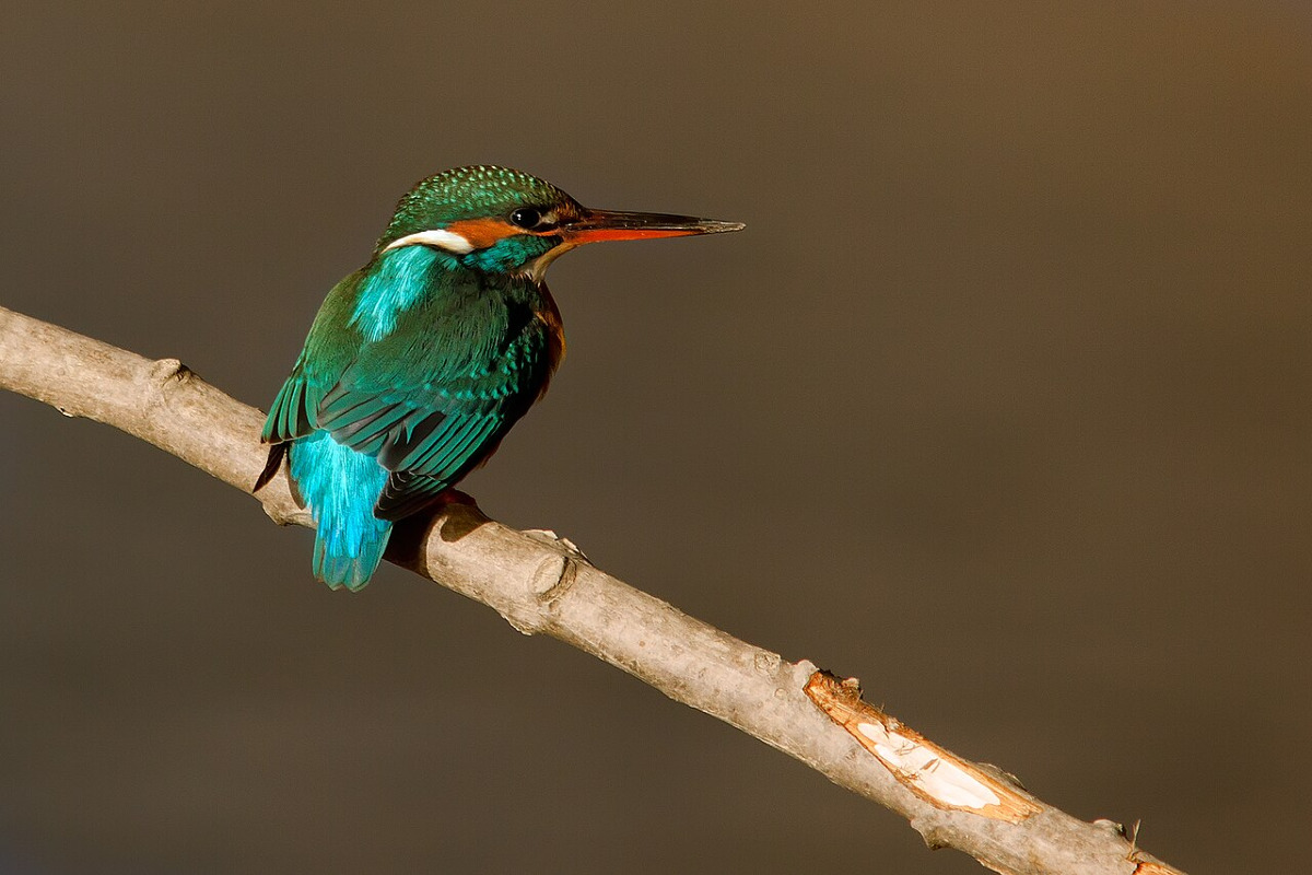 Un angolo di natura che pochi sanno, è una riserva parmense con oltre 300 specie di uccelli e una nidificazione unica - Foto: Mirko Rubaltelli/Wikipedia