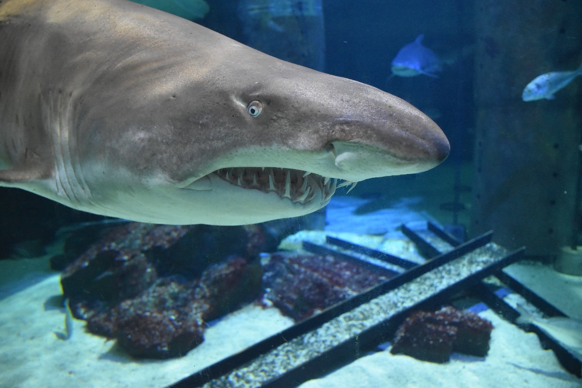 L’Acquario di Cattolica celebra la Giornata mondiale degli Squali il 14 luglio -