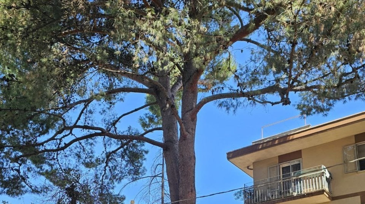 Riccione: pino monumentale di Villa Salvatori a rischio abbattimento. L'appello delle associazioni ambientaliste -