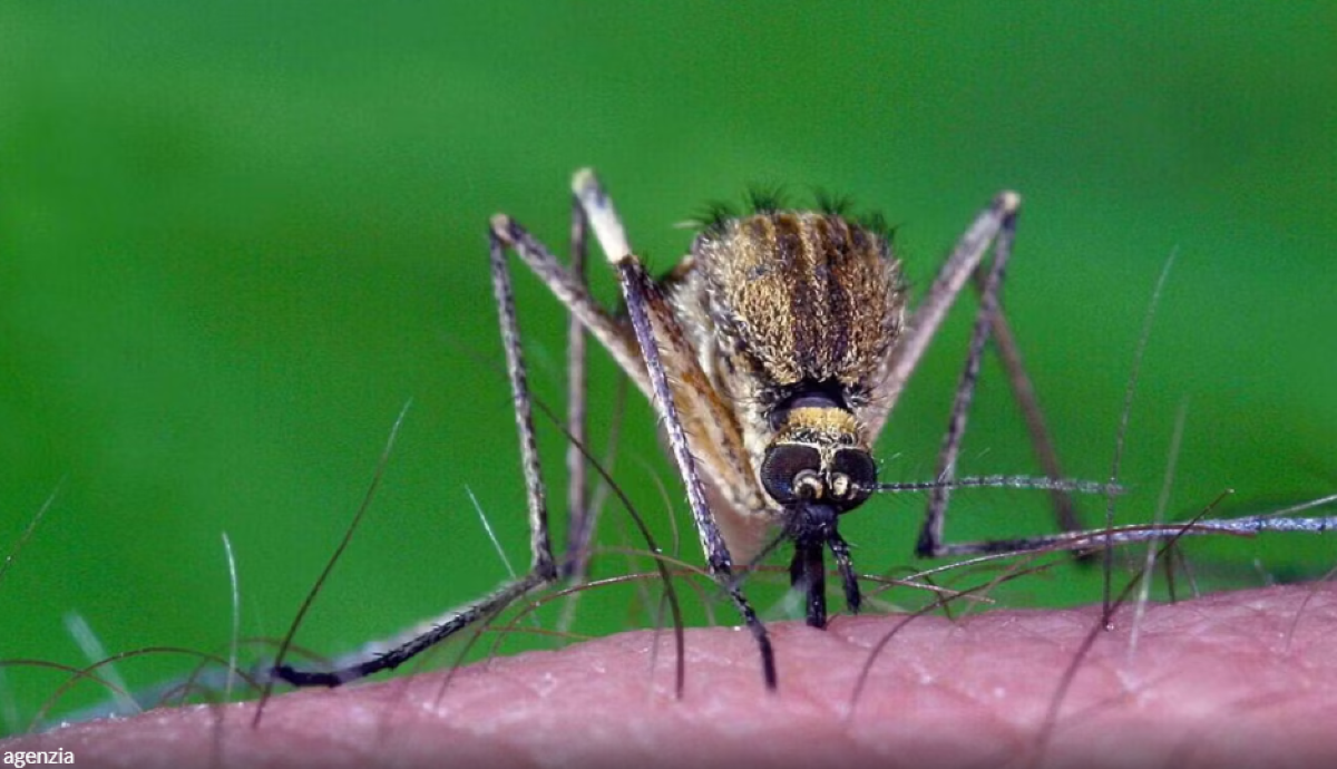Virus West Nile, muore una donna a Fondi: sei nuovi casi a Latina - 