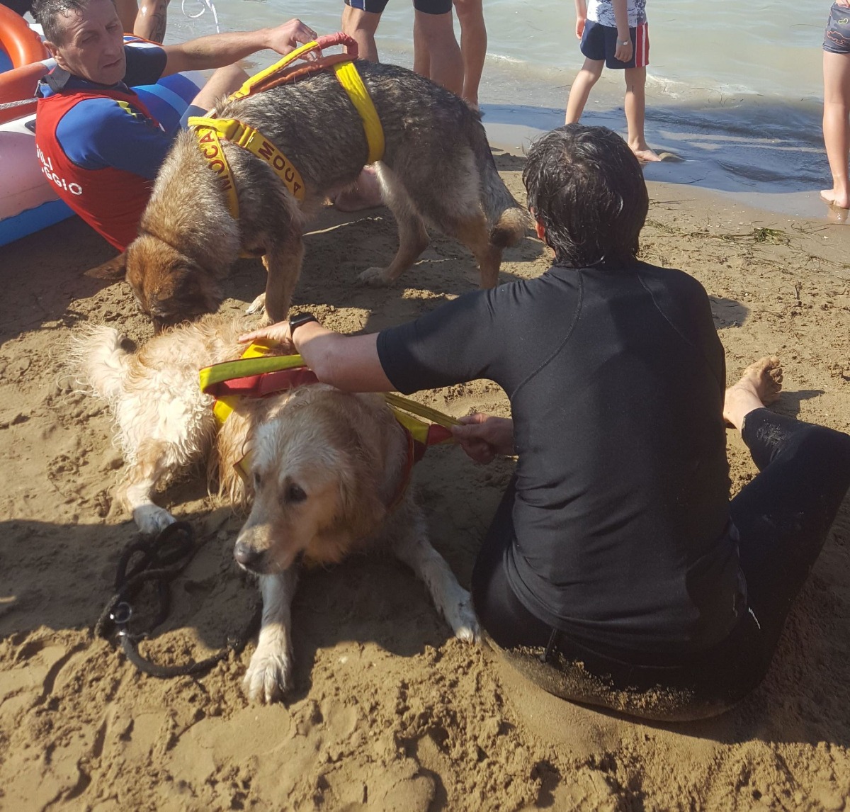 25 luglio, Giornata nazionale contro gli annegamenti: a Cattolica scendono in acqua i cani eroi -