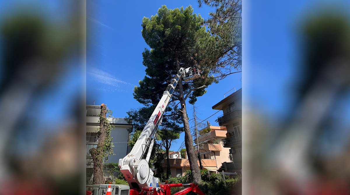 Riccione, abbattuti gli alberi in viale Ciceruacchio: il Comune chiarisce - foto di Mary Cianciaruso